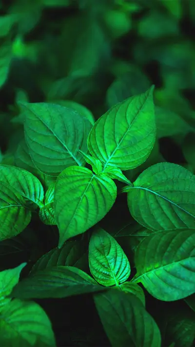 护眼绿叶清新好看壁纸-锐景创意
