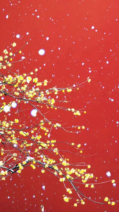 红墙-视觉中国 - Screenshot 1