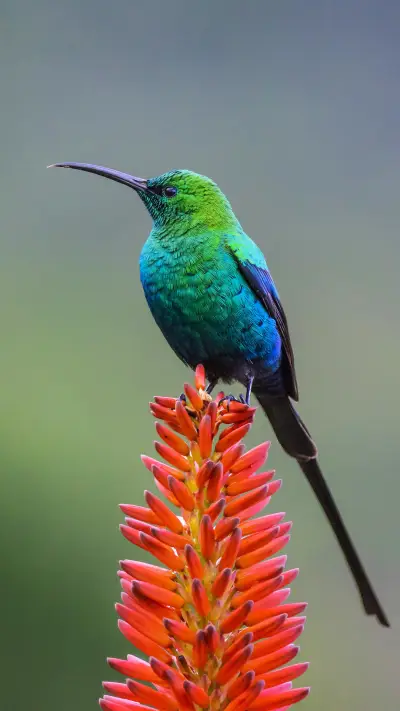 花丛中的“小精灵”