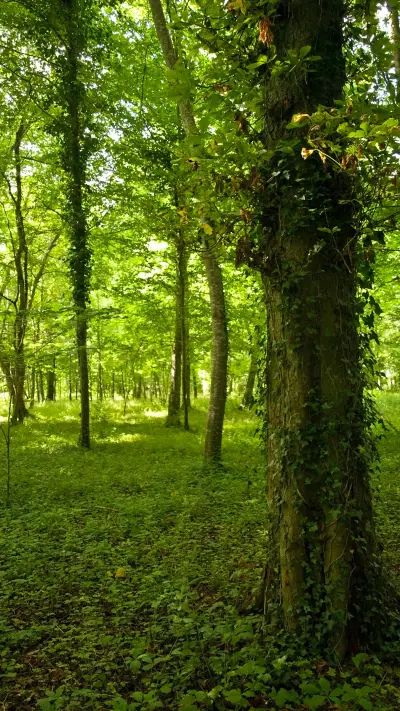 森林国度-拍信图库 - Screenshot 1