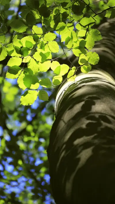 护眼绿色清晨-视觉中国