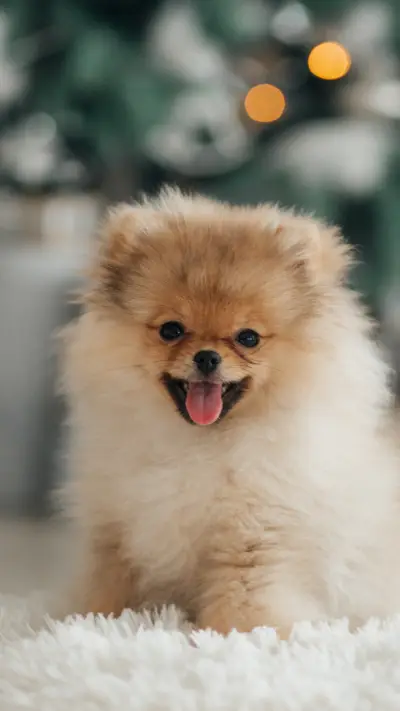 可爱动物-拍信图库