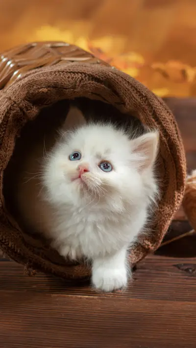 猫咪也有啤酒肚吗