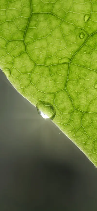 护眼植物壁纸-锐景创意 - Screenshot 1