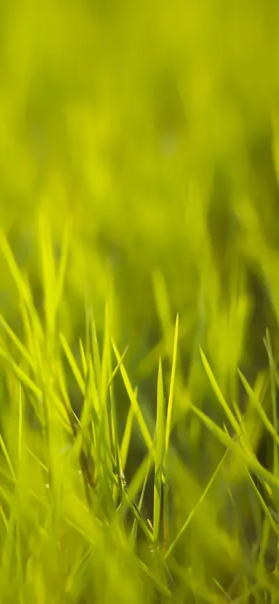 护眼绿叶壁纸-锐景创意