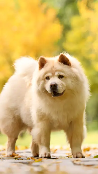 松狮 性格如猫的狗狗