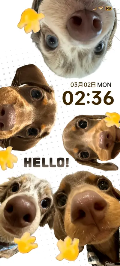 Hello腊肠小狗多图 THEME for Xiaomi MIUI HyperOS