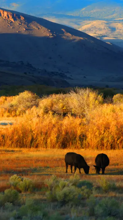 拥抱自然-拍信图库 - Screenshot 1