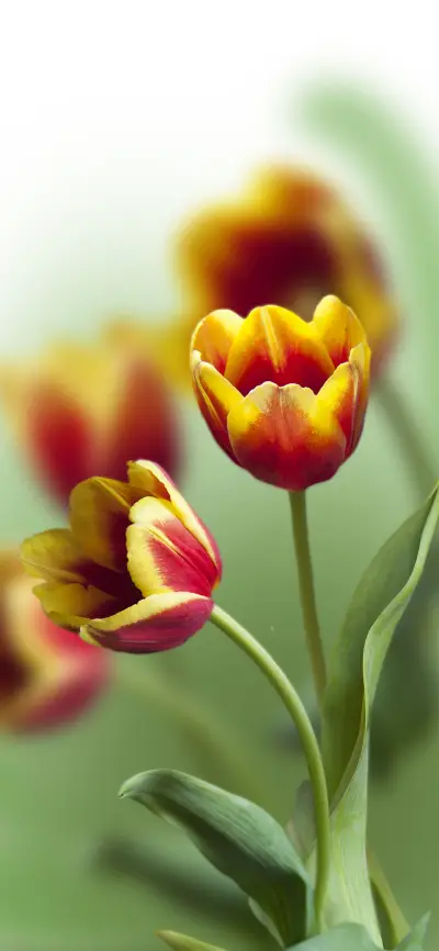 满地黄花壁纸-锐景创意 - Screenshot 1