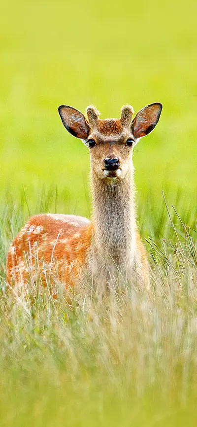 可爱萌宝-拍信图库 - Screenshot 1