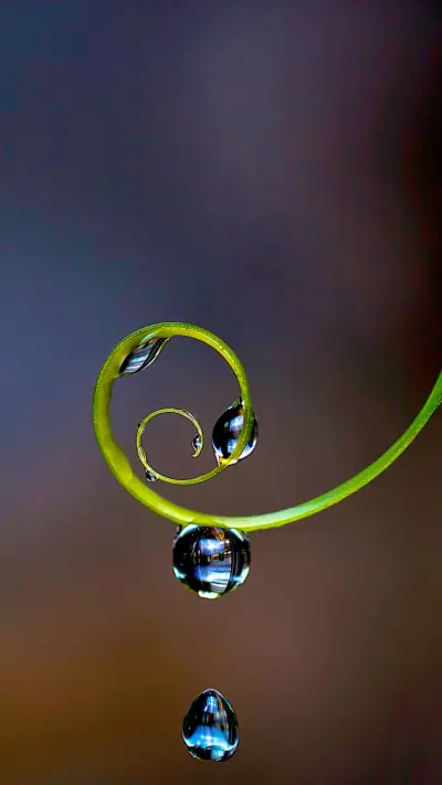 白露染秋色-拍信图库