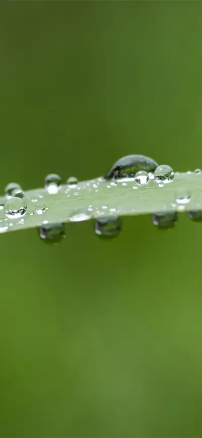 绿植水滴护眼壁纸-锐景创意