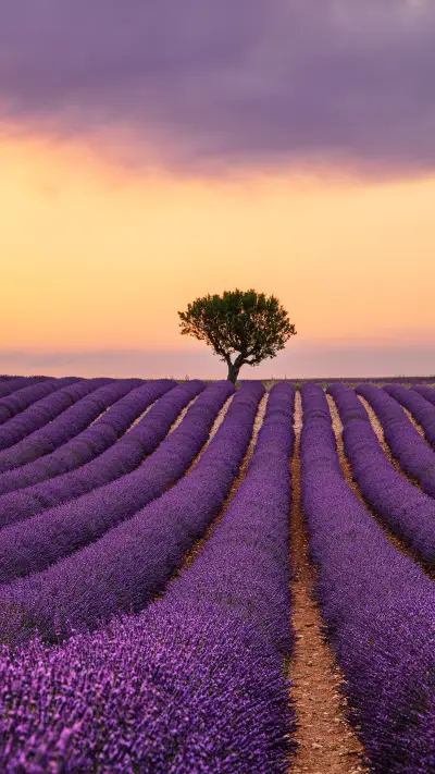 薰衣草的夏天-拍信图库