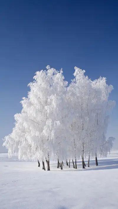 冬雪世界-拍信图库