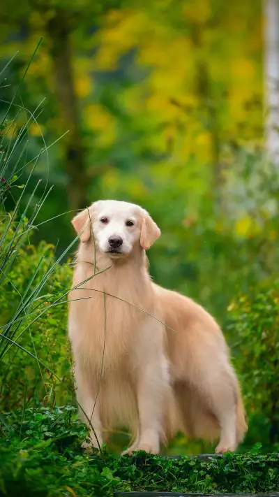 金毛其实很敏感
