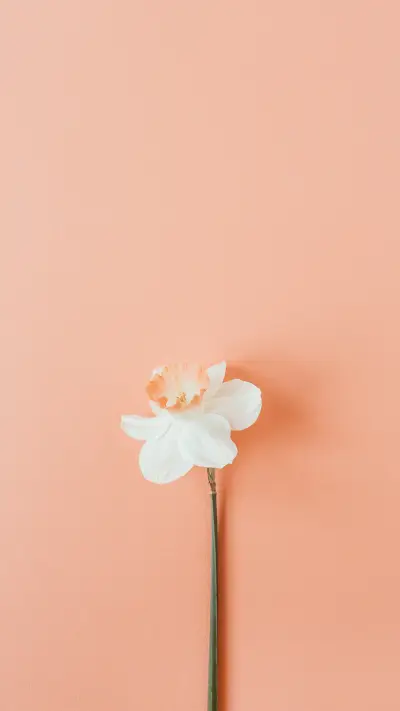 简约小清新花朵壁纸-锐景创意