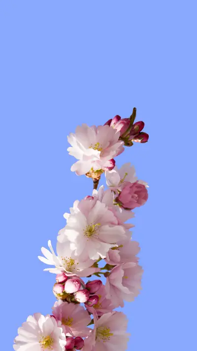唯美樱花诗，妆点满园春