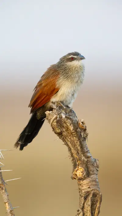 千山响杜鹃 - Screenshot 1