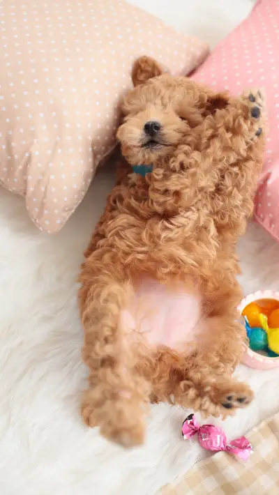 萌宠可爱小泰迪