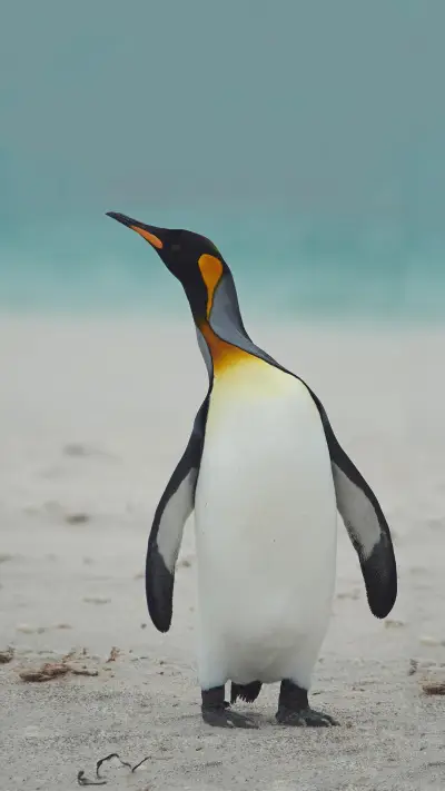 帝企鹅的秘密 - Screenshot 1