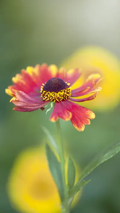 温文尔雅 - Screenshot 1