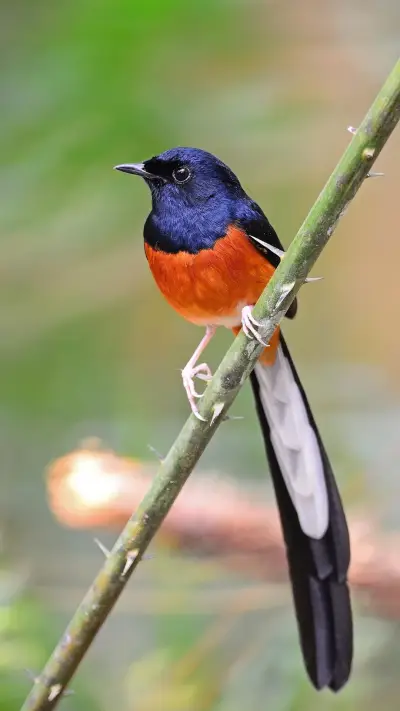 鸟儿睡觉趣事多