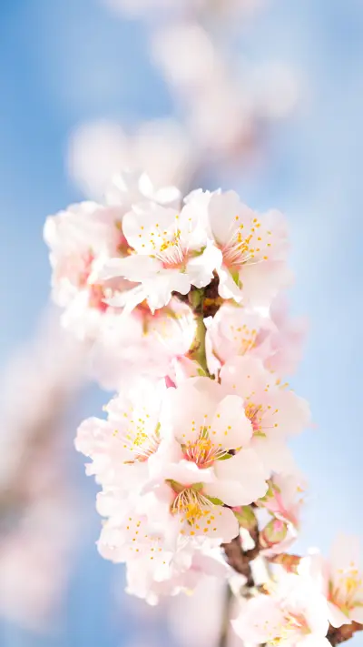 唯美花朵壁纸-锐景创意 - Screenshot 1