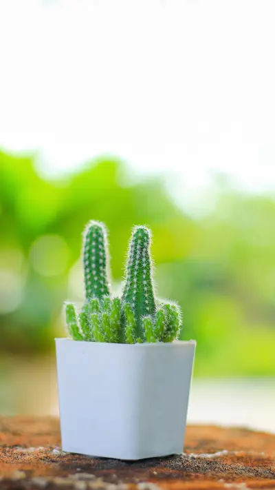 小巧美丽的仙人球