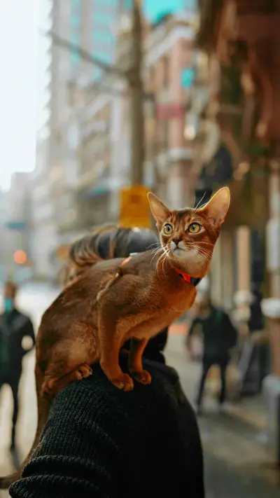 养猫有这么多好处