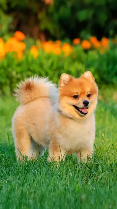 小狗拉肚子如何解决