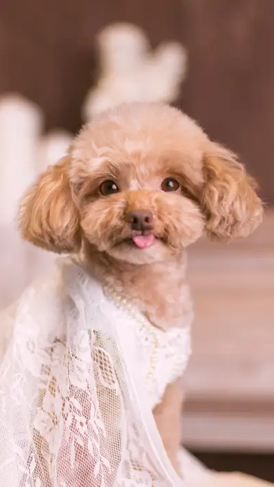 爱宠生病的几大表现