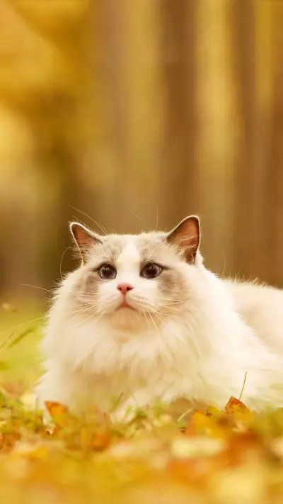 为什么幼猫更黏人？