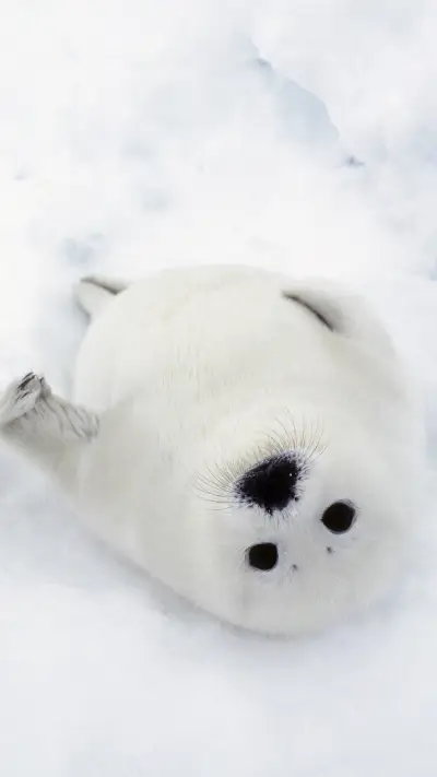 竖琴海豹 萌萌哒