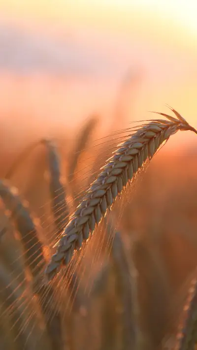 二十四节气之芒种