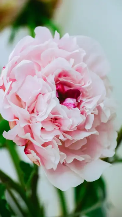 芍药-锐景创意 - Screenshot 1