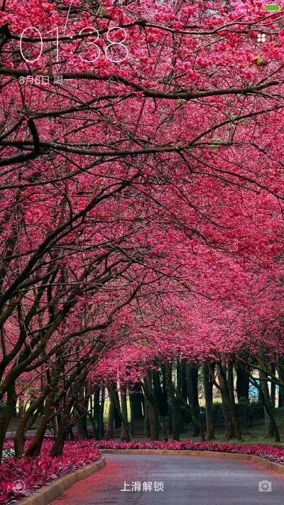 （下载抽红包）最美不过红花