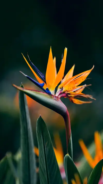 极简花卉-拍信图库