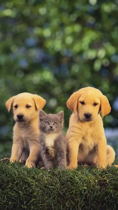 小可爱们-视觉中国 