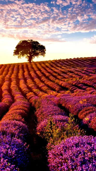 护眼美景-拍信图库