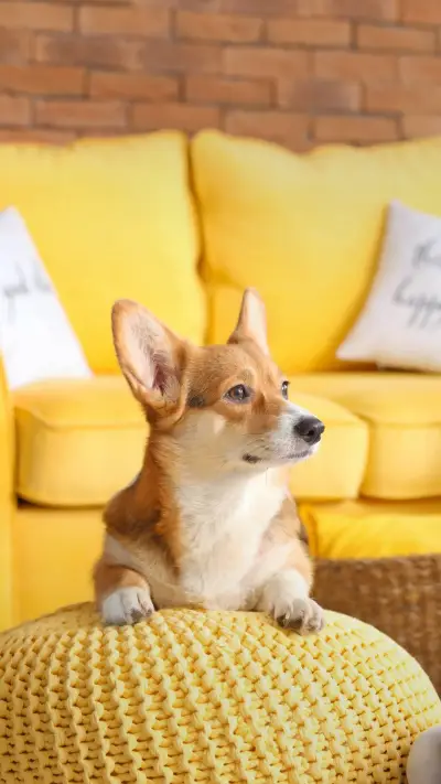 夏日养狗的误区