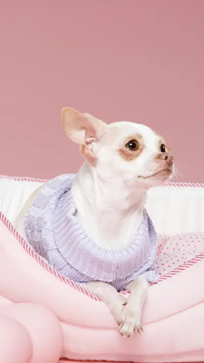 狗狗衣服什么时候穿