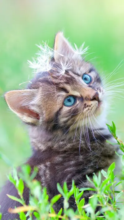 猫咪怪癖大剖析