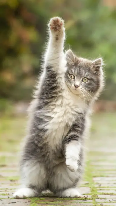 给猫咪舒适的生活环境 - Screenshot 1