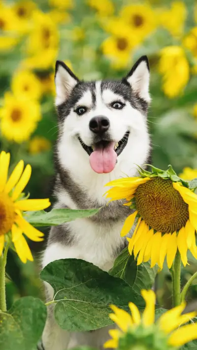 带狗狗郊游的注意事项