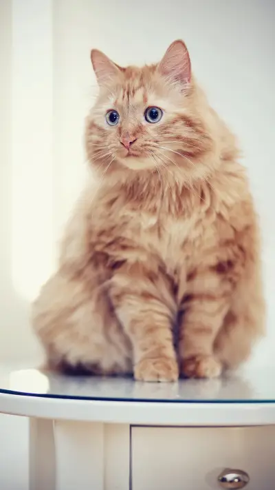 猫咪是需要关爱的