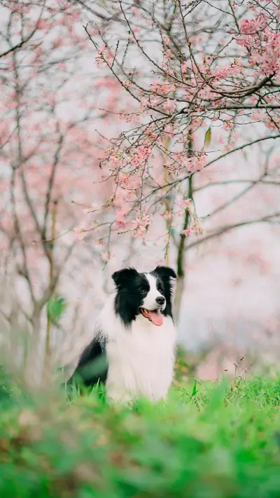 牧羊犬智商大比拼